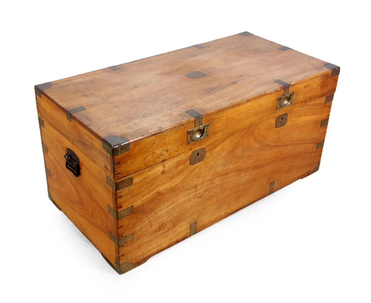 Camphor wood trunk